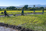 Haiti’s Agriculture Crisis
