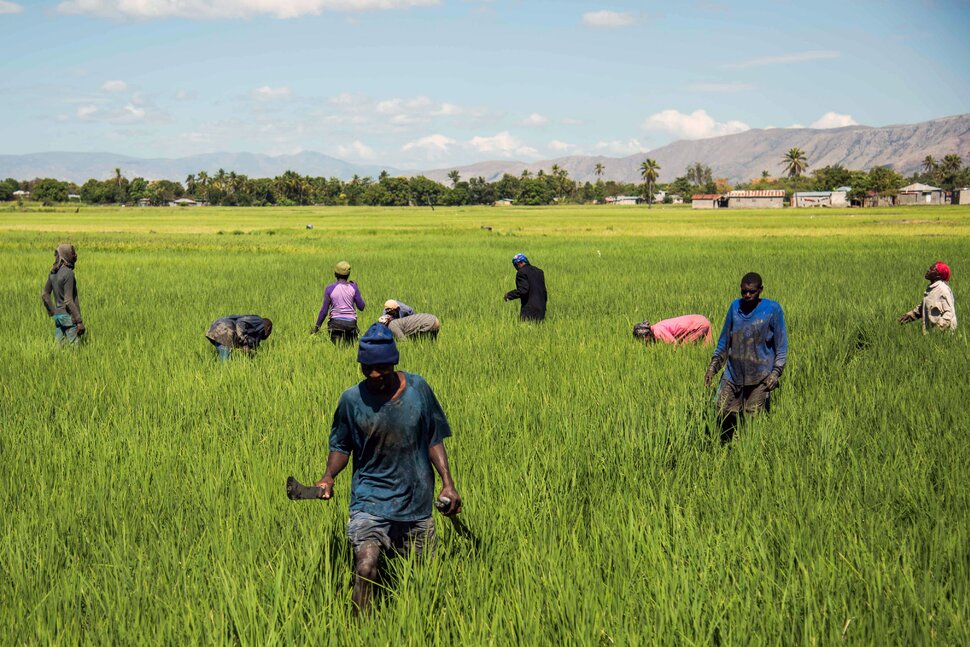 How the Diaspora Can Invest in Haitian Farmers