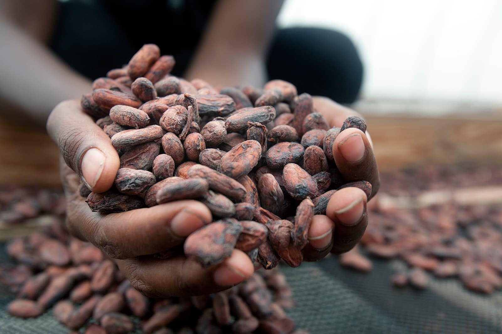 Haitian Farmers Exporting Cacao, Mango & Coffee — Driving Agricultural Success on the Global Stage