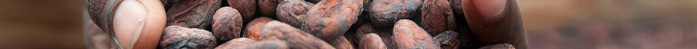 Haitian Farmers Exporting Cacao, Mango & Coffee — Driving Agricultural Success on the Global Stage