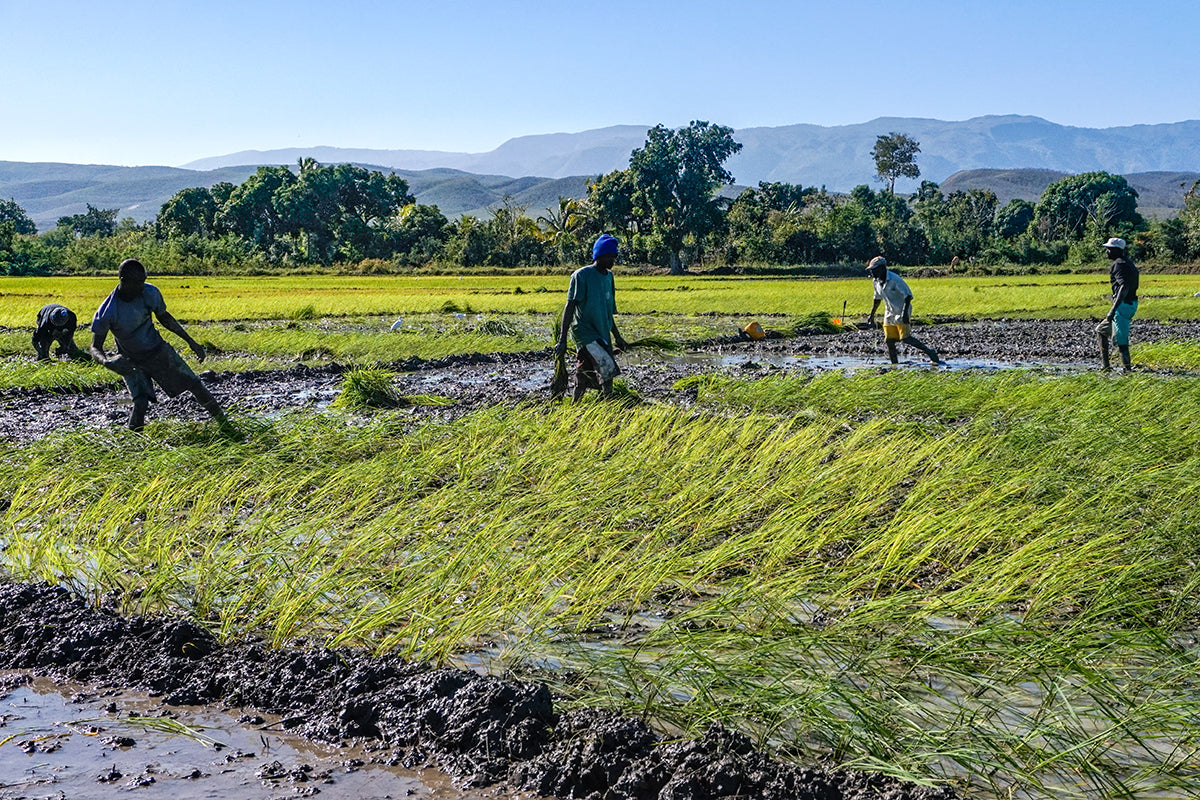 Haiti’s Agriculture Crisis